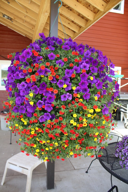 Customized hanging baskets from Bayfield Gardens